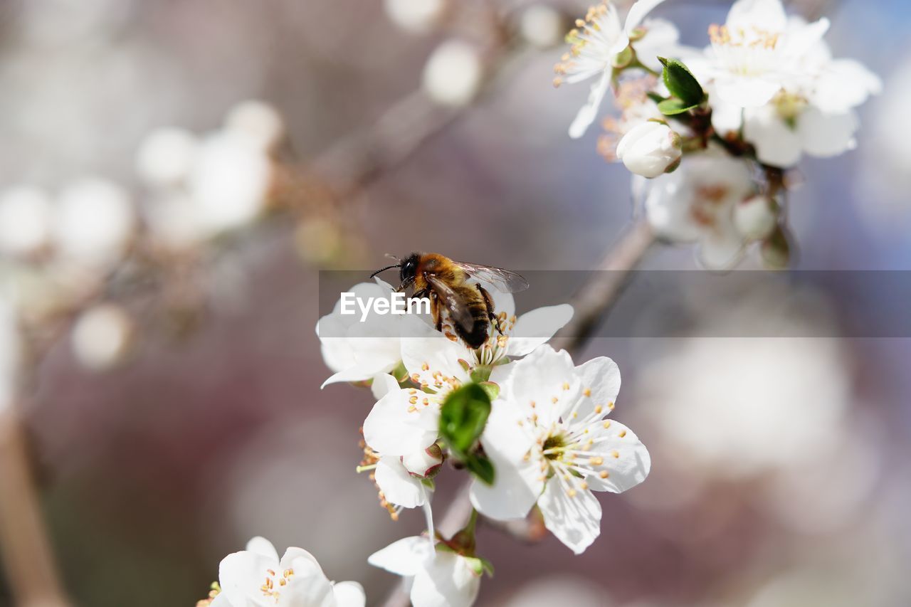 CLOSE-UP OF HONEY BEE POLLINATING FLOWER