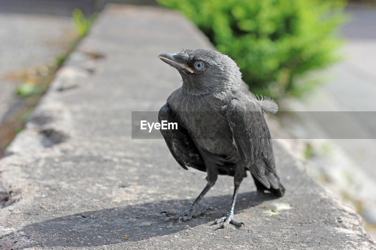 CLOSE-UP OF A BIRD