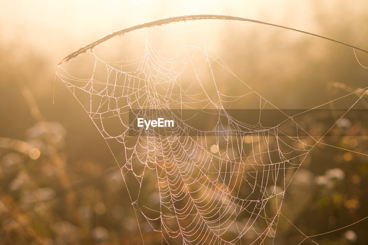 Close-up of spider web against blurred background