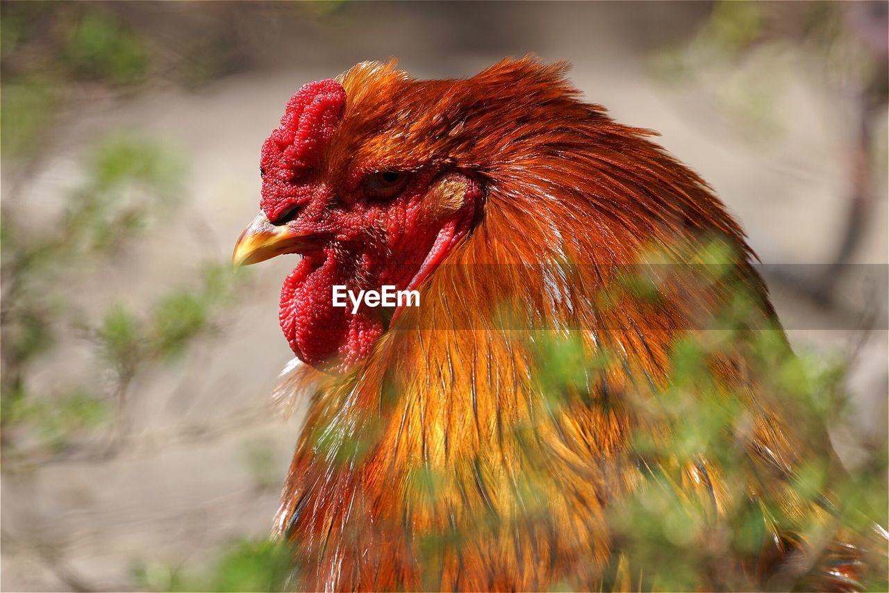 Close-up of chicken against blurred background