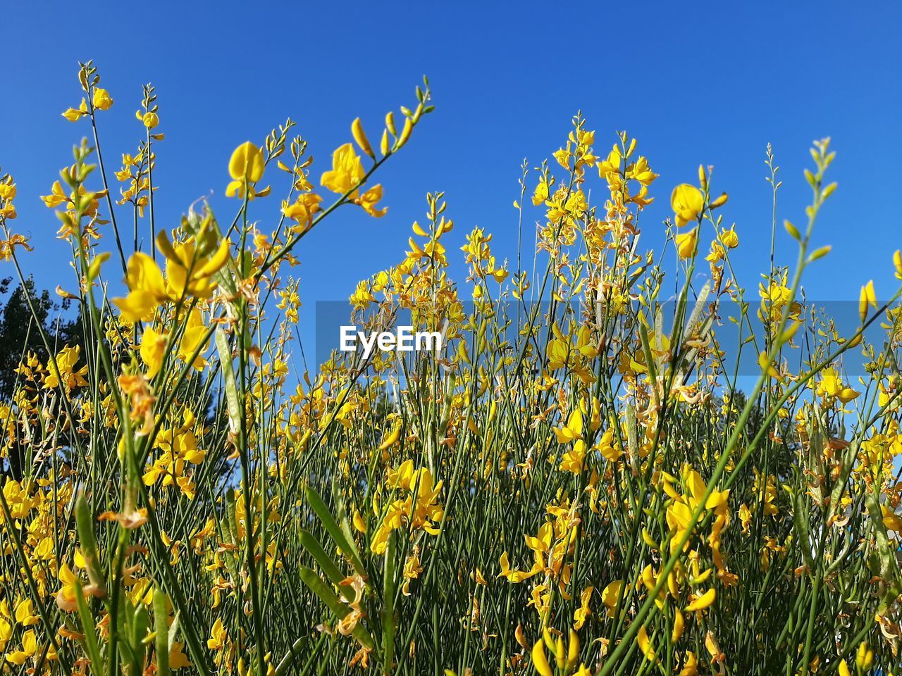 Yellow flowering plants on field against clear sky