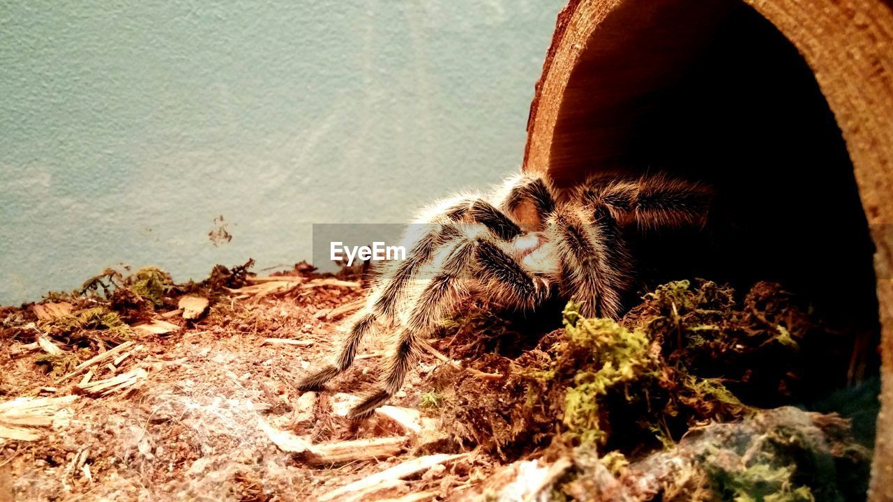 Close-up of spider entering tunnel