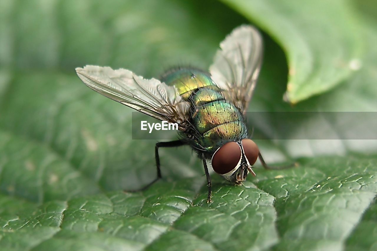 CLOSE-UP OF FLY