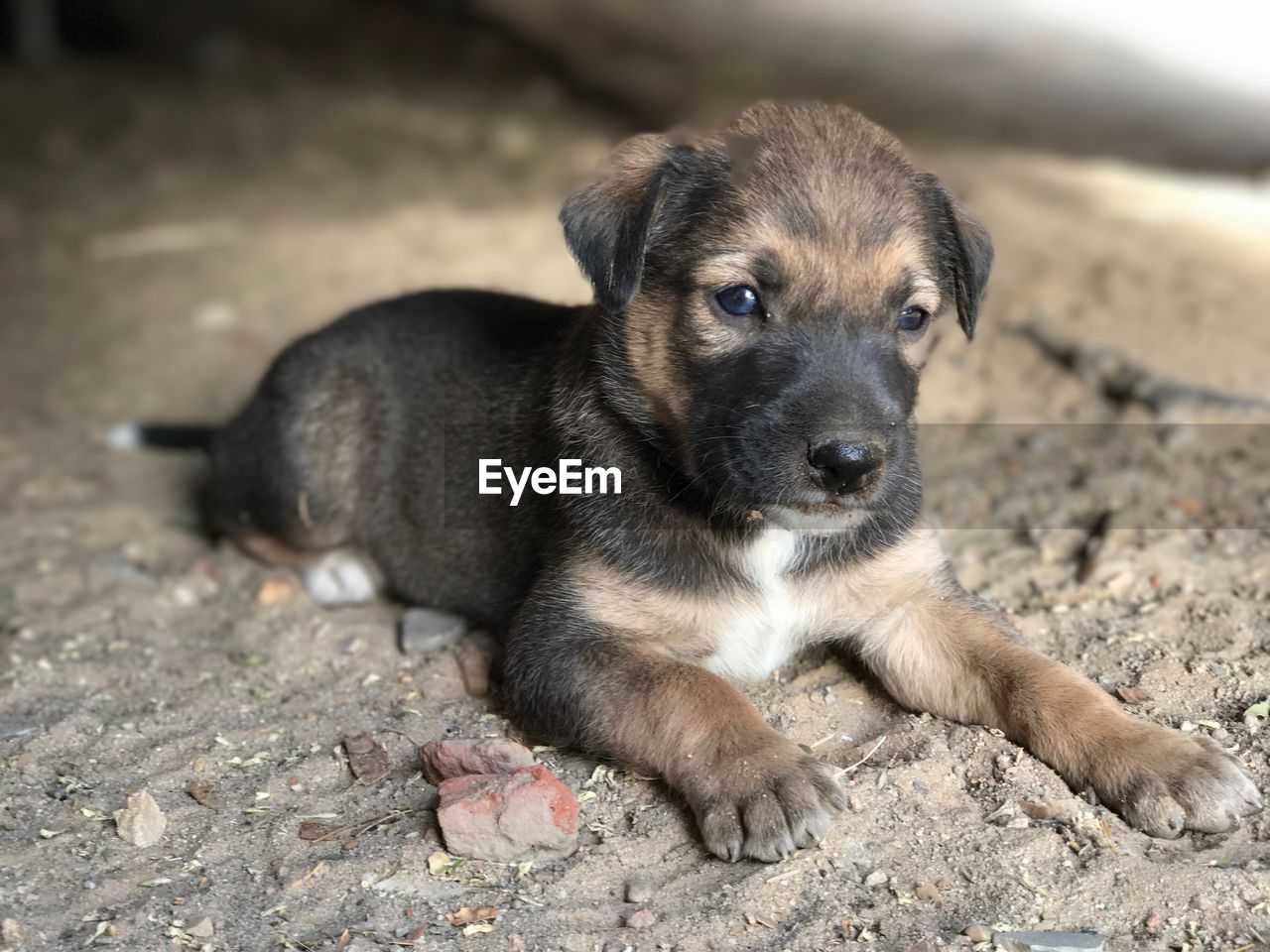 Portrait of puppy sitting on sand