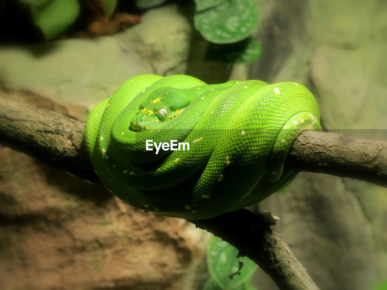 Green tree python curled up on branch at zoo