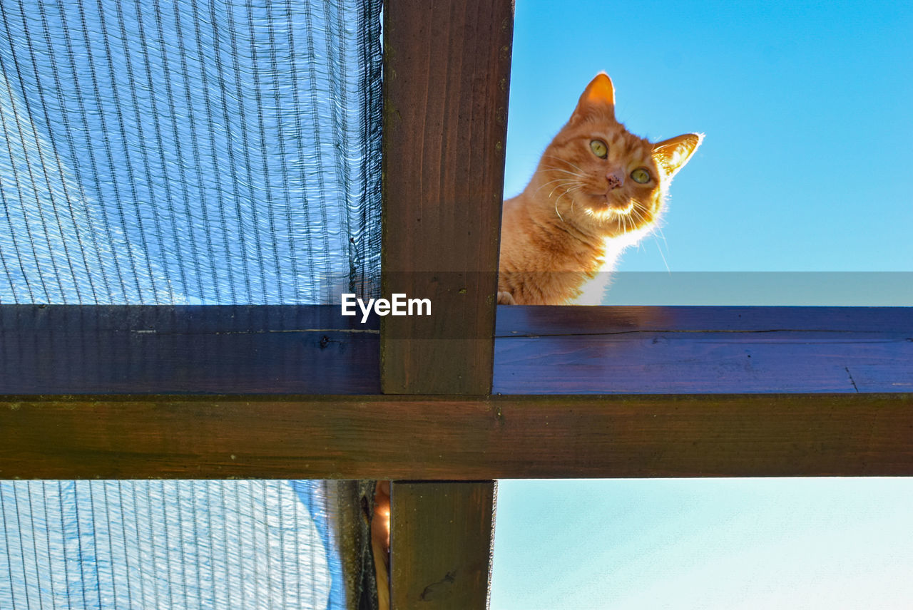 PORTRAIT OF A CAT LOOKING AWAY AGAINST BLUE SKY