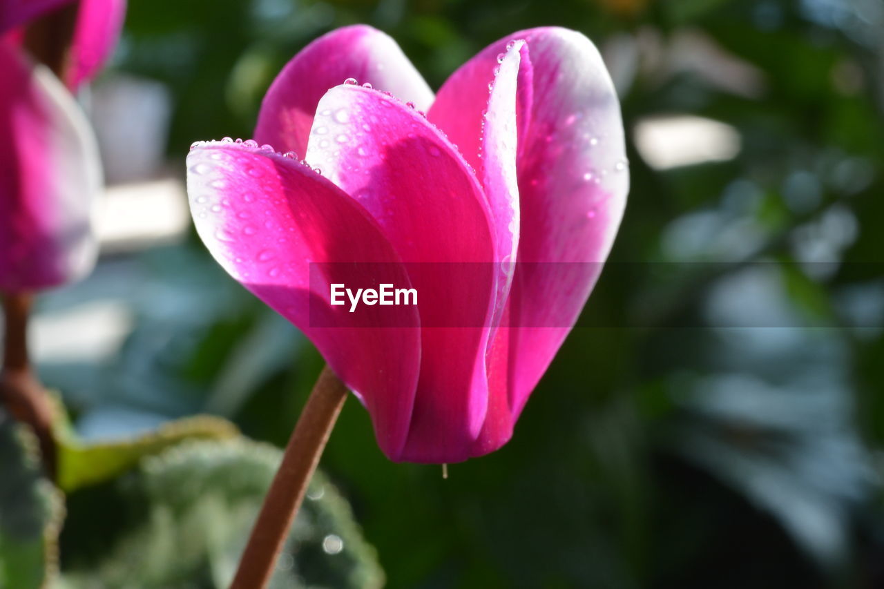 Close-up of pink flower