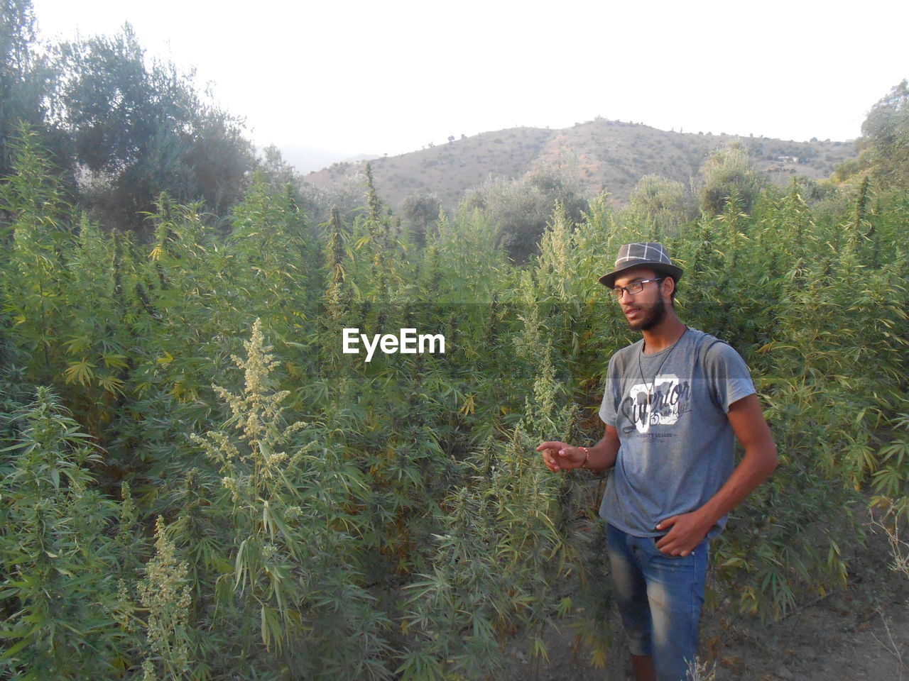 Young man standing by marijuana on field