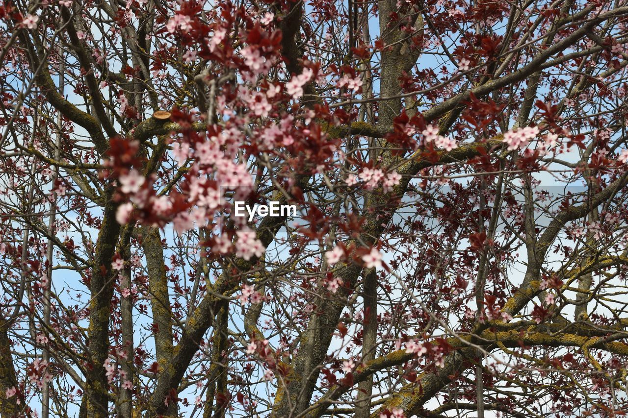 LOW ANGLE VIEW OF TREES