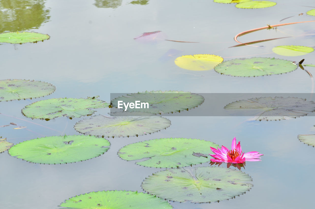 CLOSE-UP OF LOTUS WATER LILY