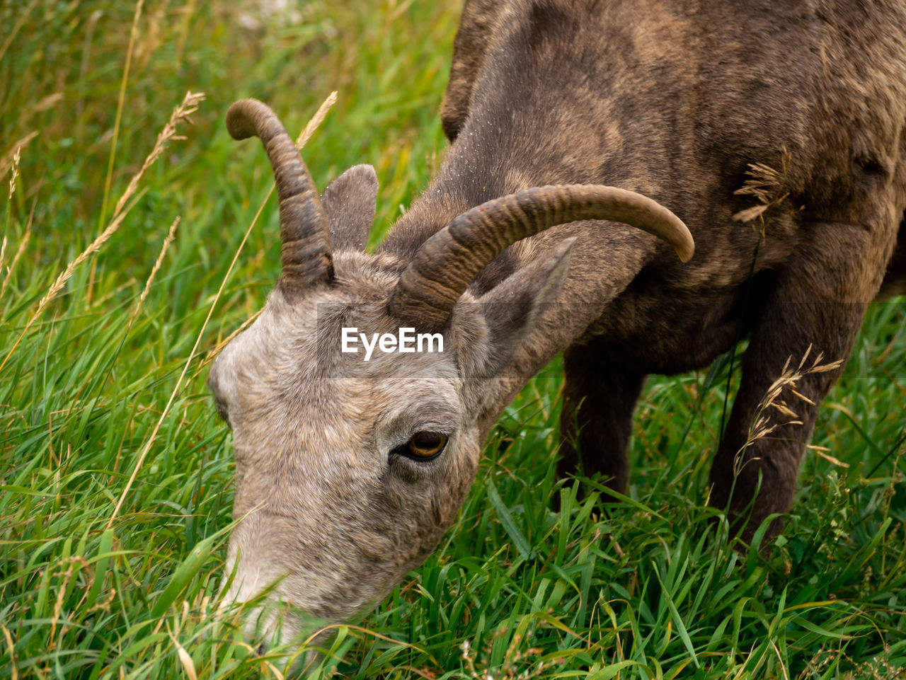 CLOSE-UP OF DEER ON FIELD