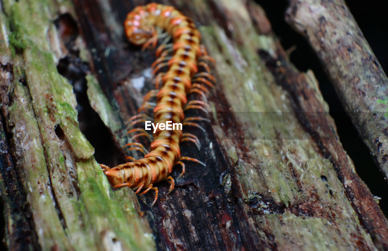 Close-up of centipedes on tree trunk