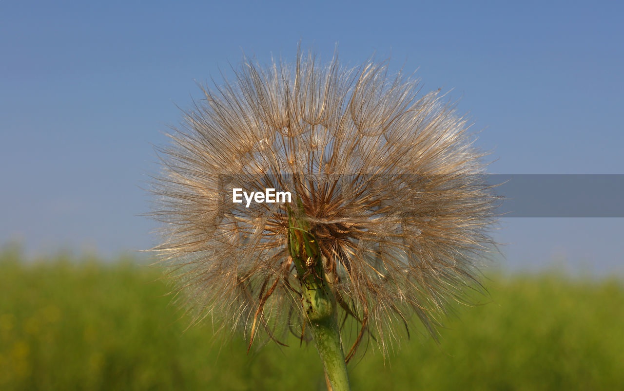 Close-up of dry dandelion plant on field against clear blue sky