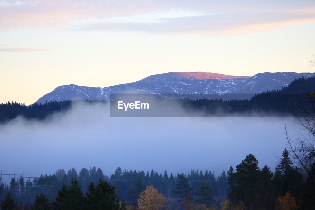 Panoramic view of forest against sky during sunset