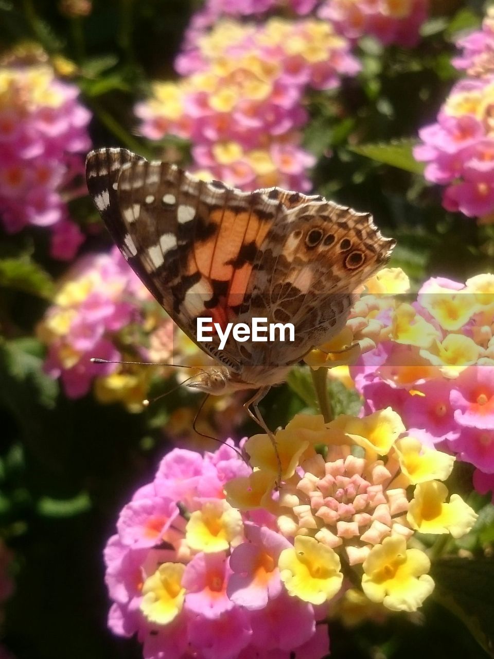 CLOSE-UP OF BUTTERFLY ON PURPLE FLOWERS