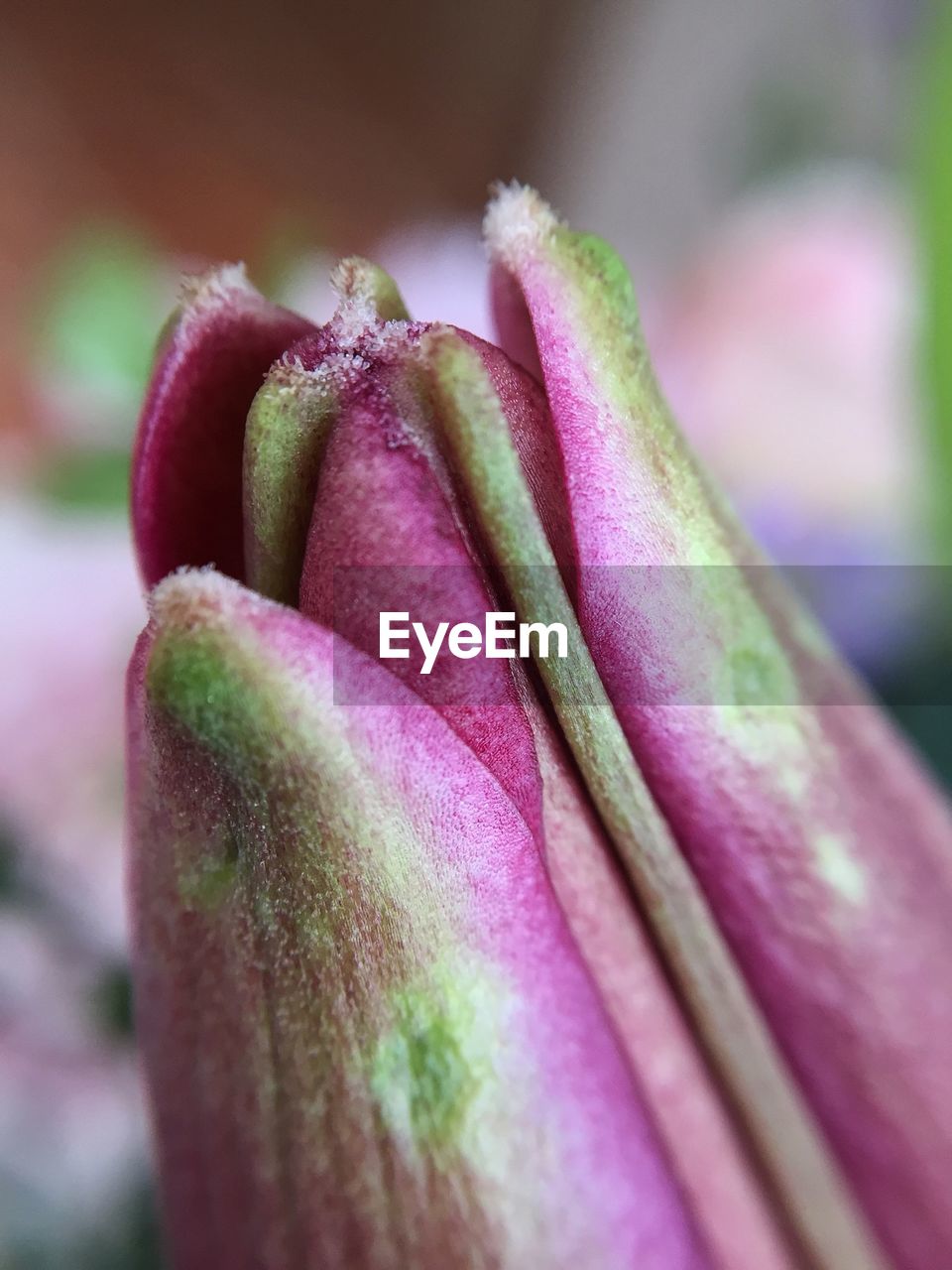 Close-up of pink flower