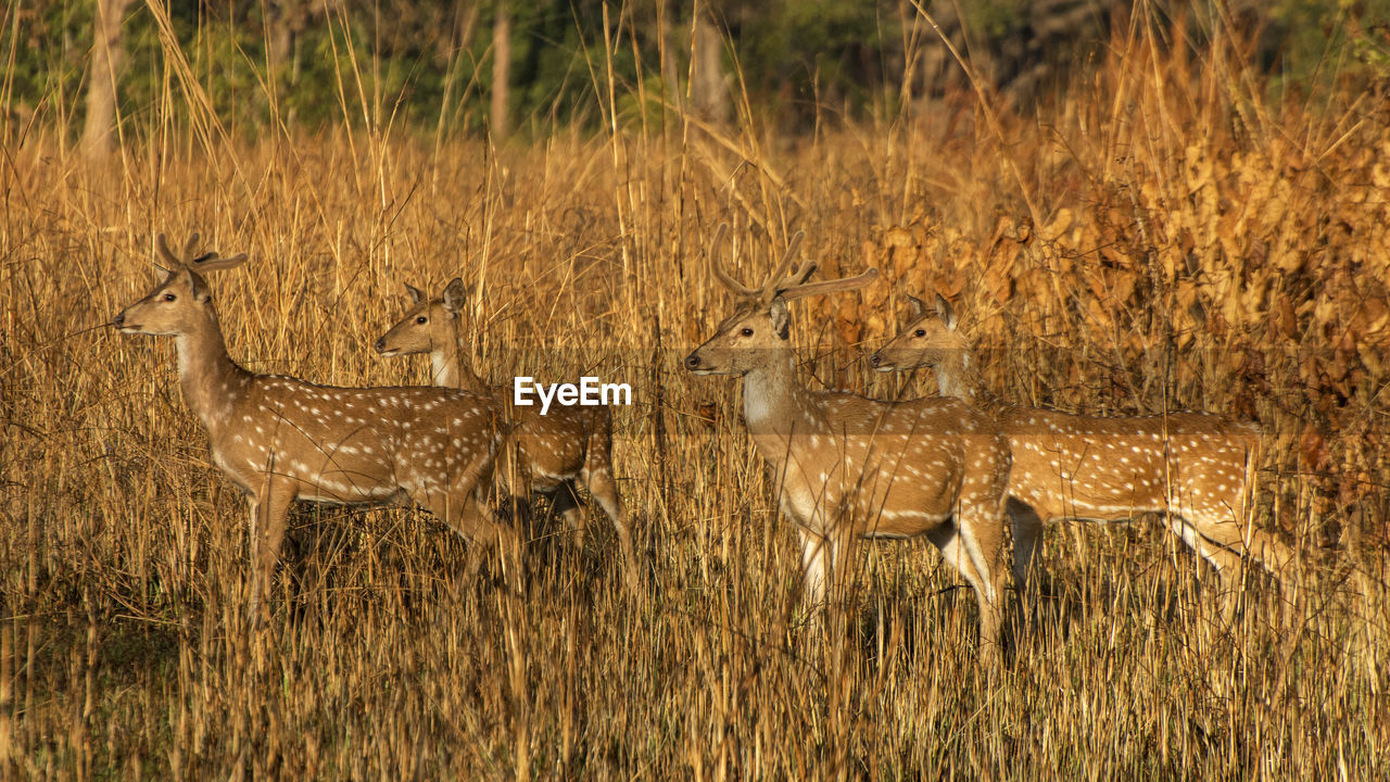 animal wildlife, animal, animal themes, wildlife, mammal, group of animals, prairie, grassland, savanna, no people, nature, tourism, safari, grass, plant, travel destinations, deer, outdoors, day, two animals, cheetah, side view, feline, young animal, travel