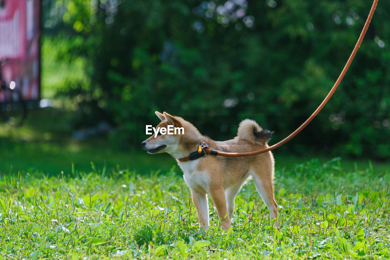 Dog looking away on field