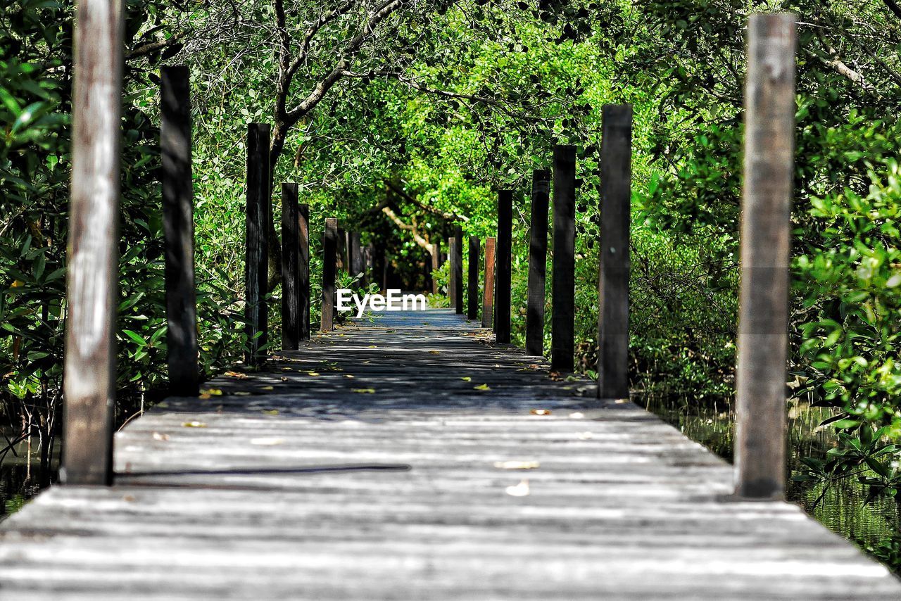 Footpath amidst trees