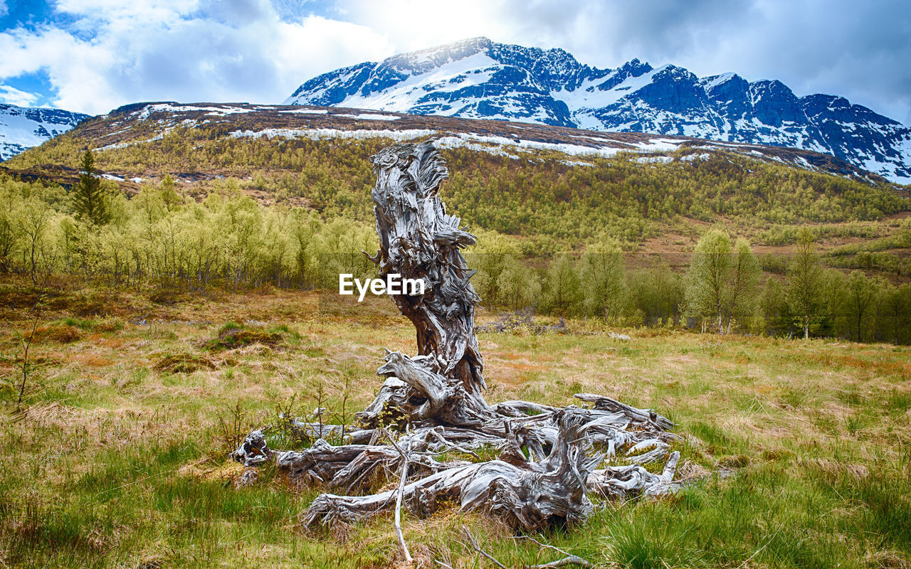 Bare tree on snow covered field against sky