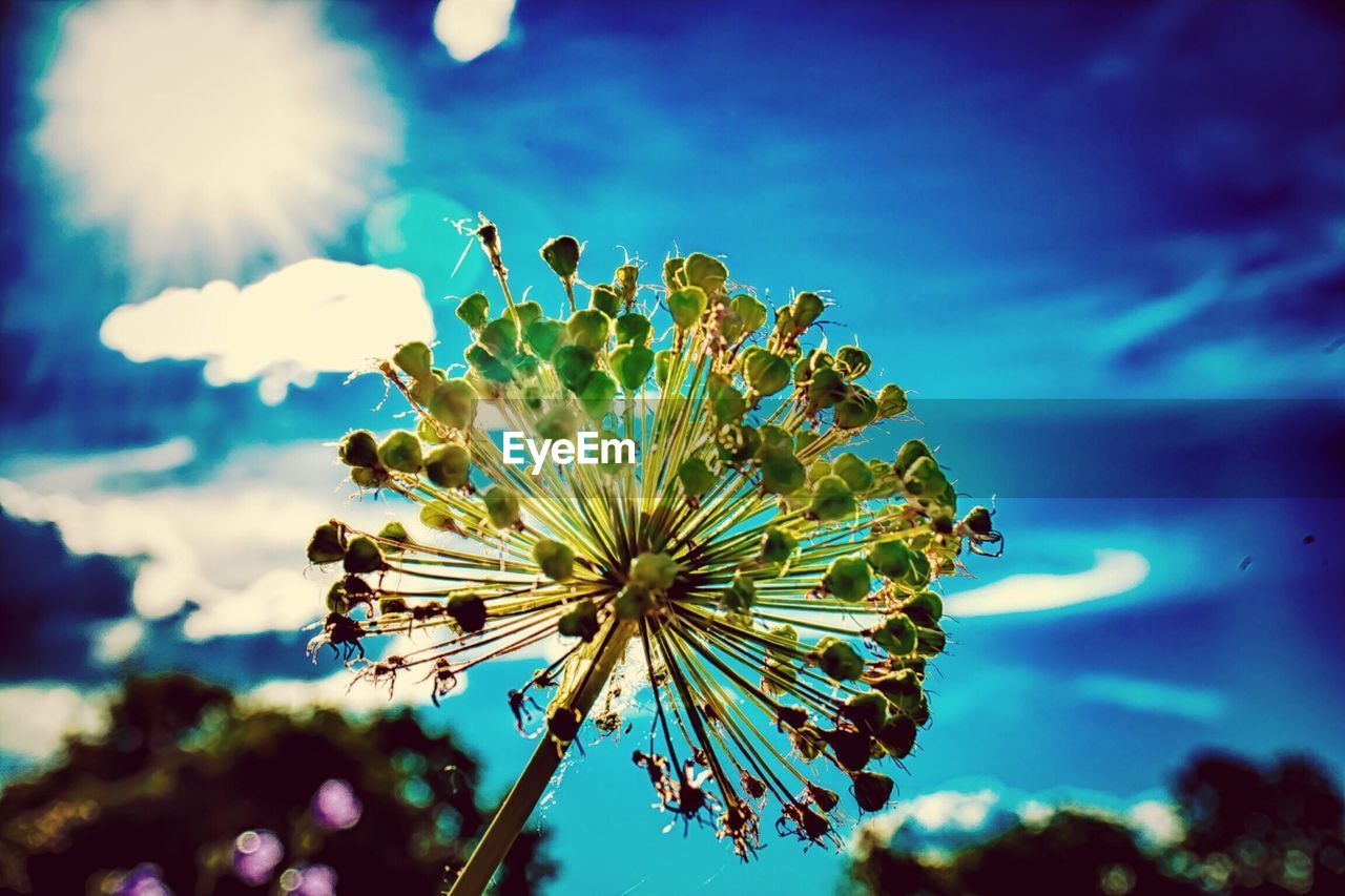 LOW ANGLE VIEW OF FLOWERS AGAINST BLUE SKY