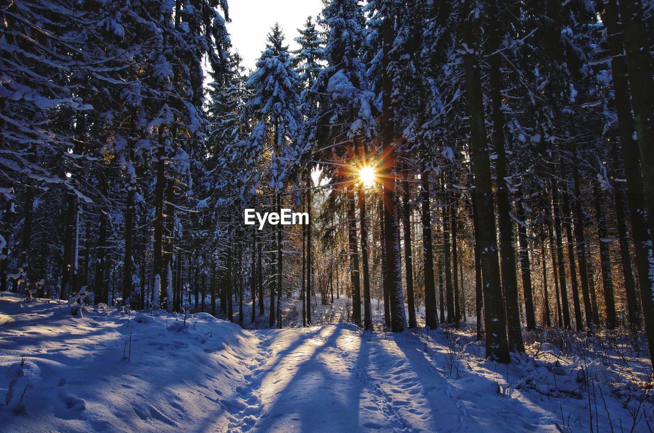 TREES ON SNOW COVERED LAND AGAINST SKY