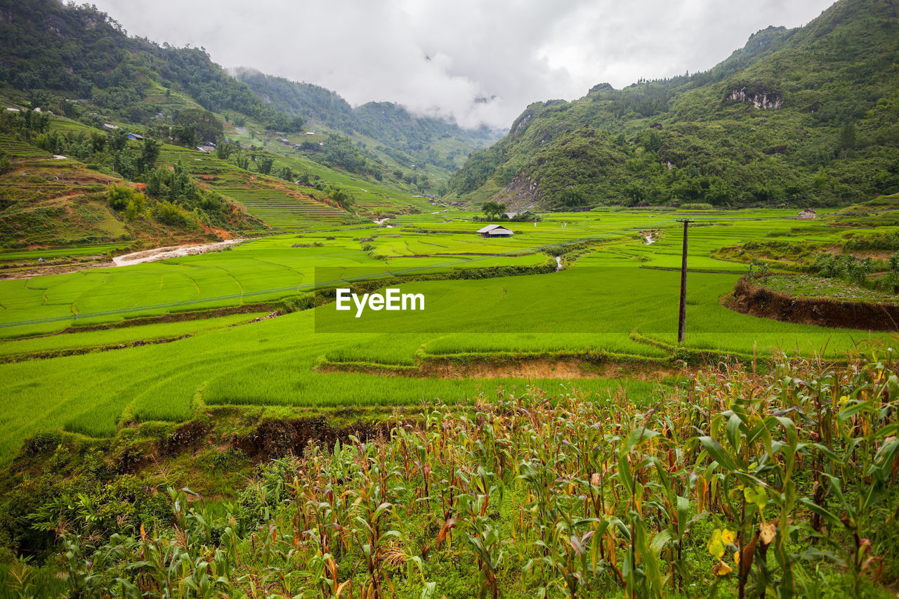 Scenic view of agricultural field against sky