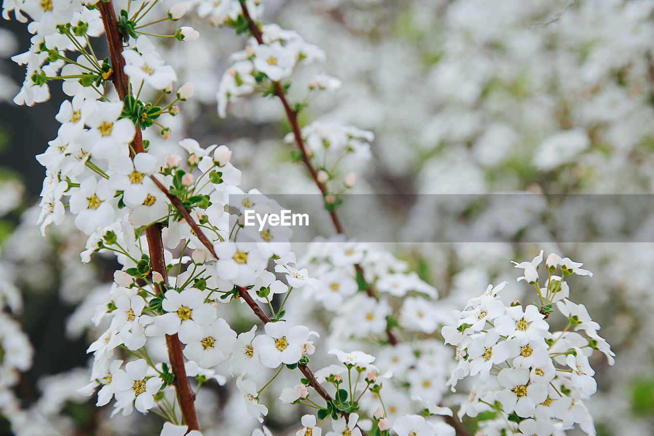 Close-up of white flowers on tree