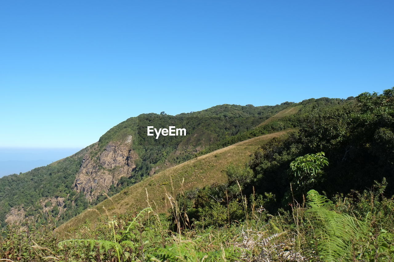 SCENIC VIEW OF TREES AGAINST CLEAR BLUE SKY