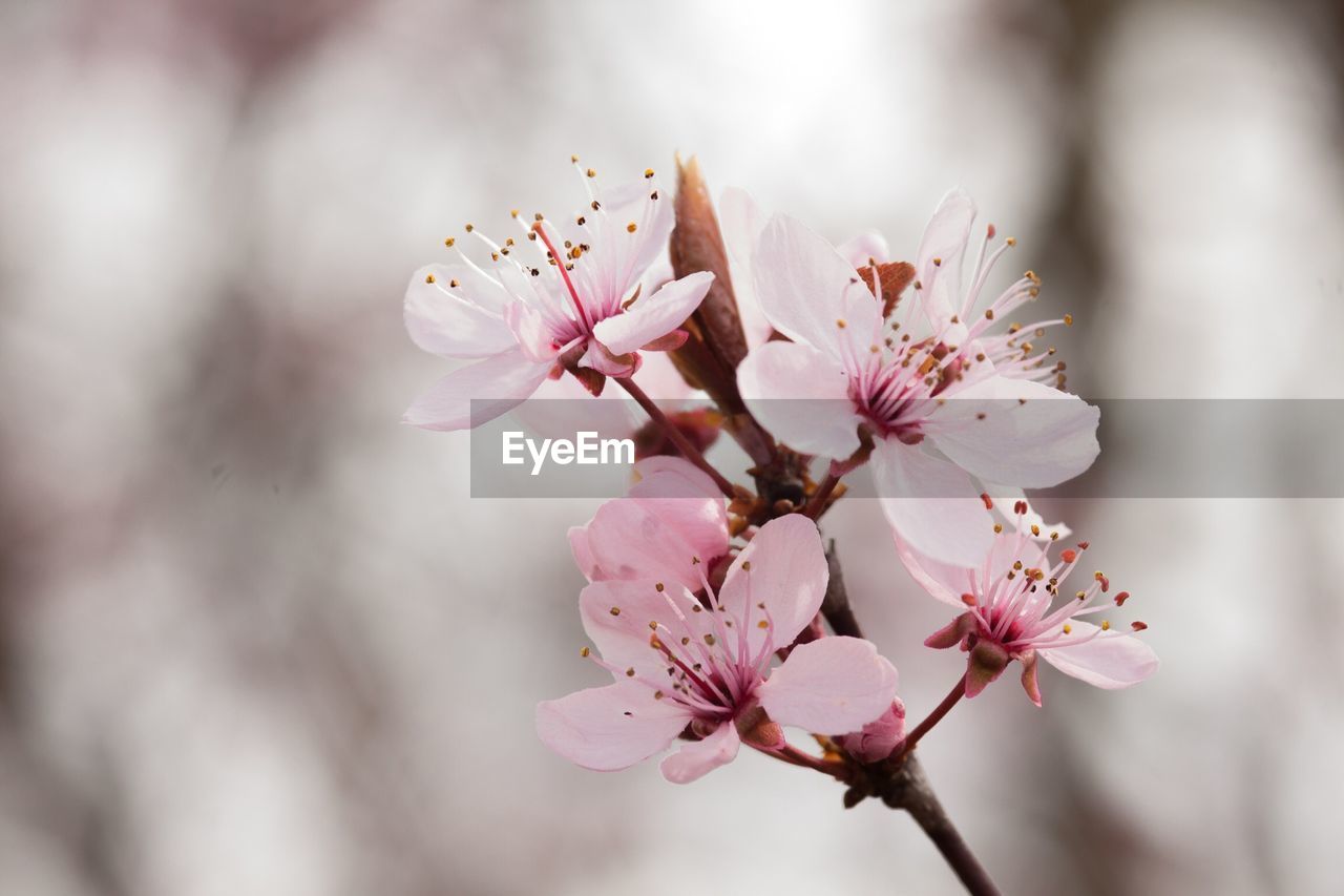 Close-up of pink cherry blossom