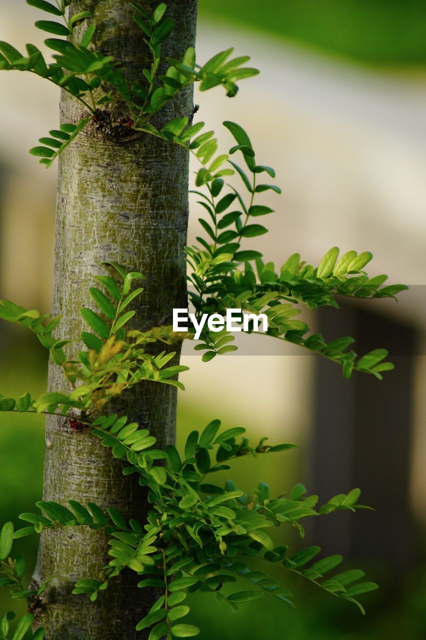 Close-up of creeper plant on tree trunk