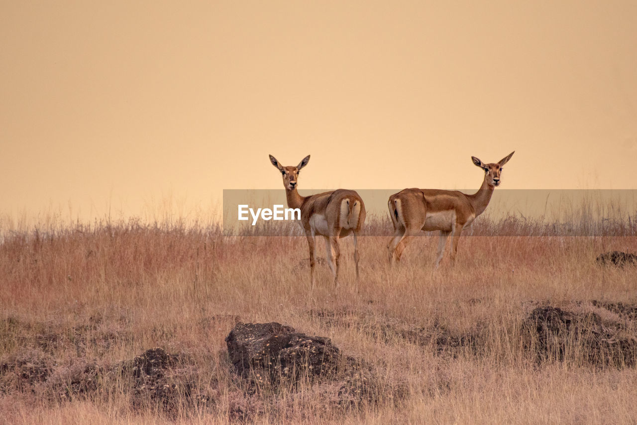 Deer standing on field we are looking different path yet we are together 