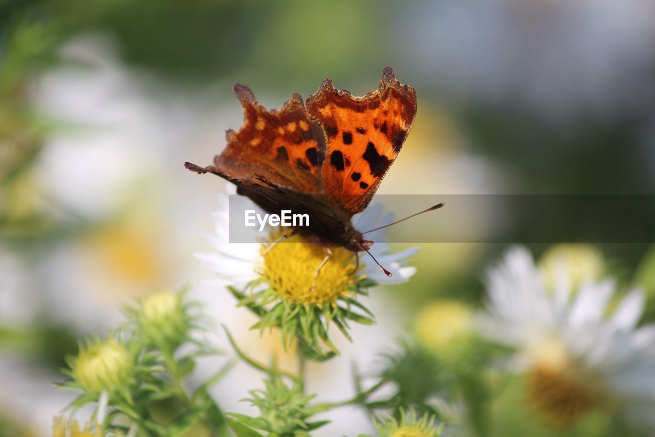 Butterfly pollinating flower