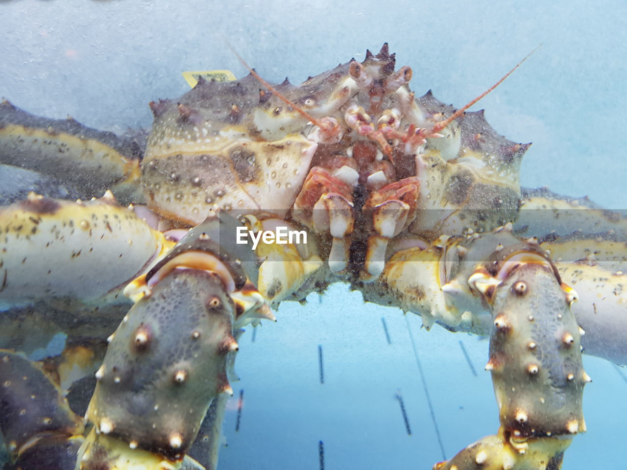 CLOSE-UP OF CRAB ON SEA