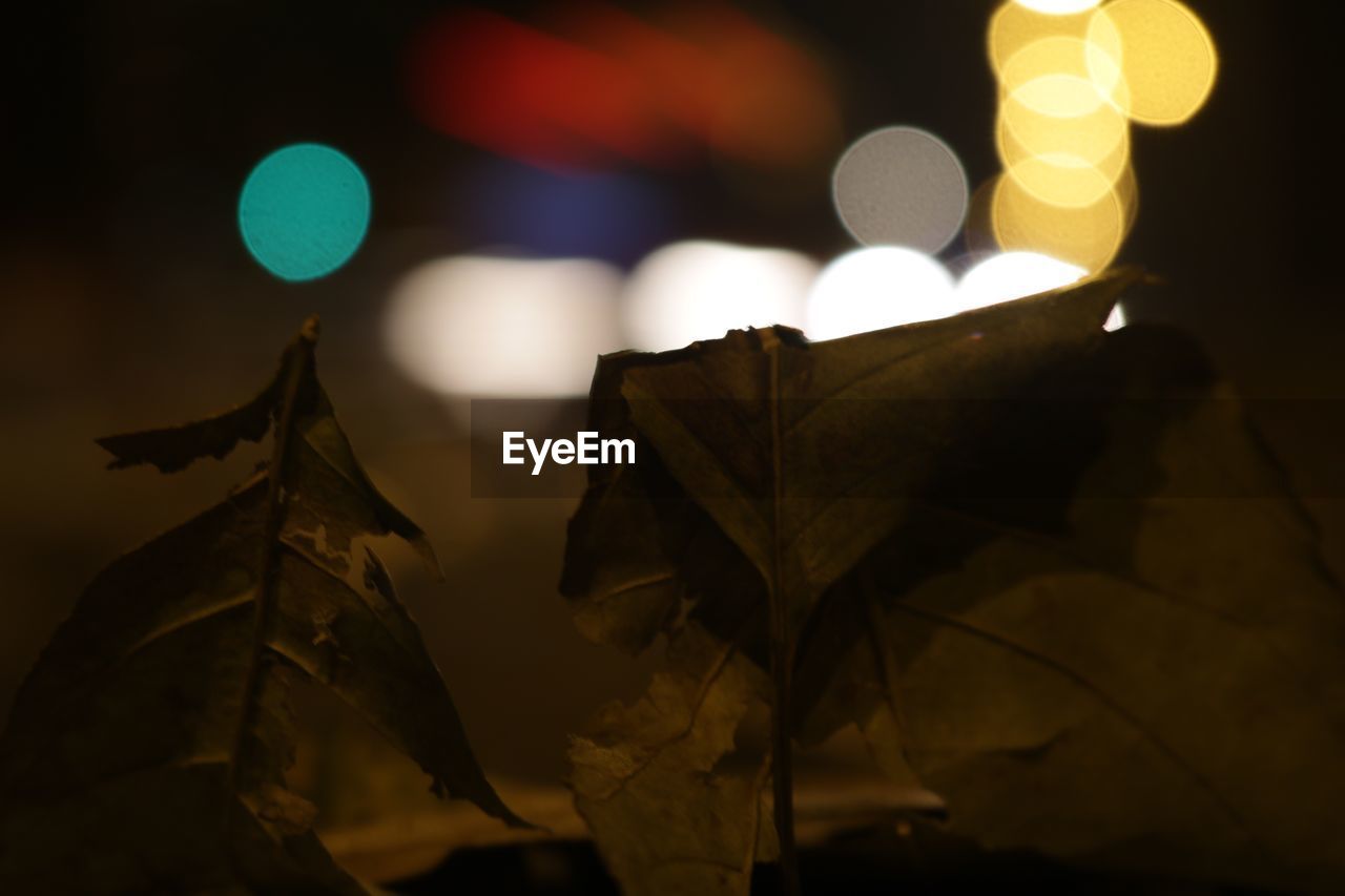 Close-up of dried leaves at night