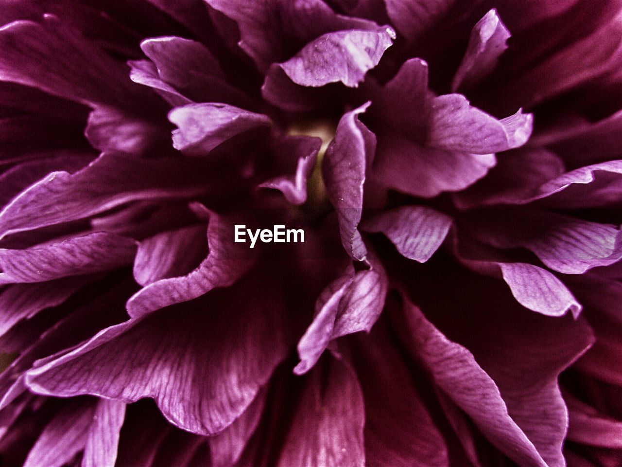 FULL FRAME SHOT OF PINK FLOWERS