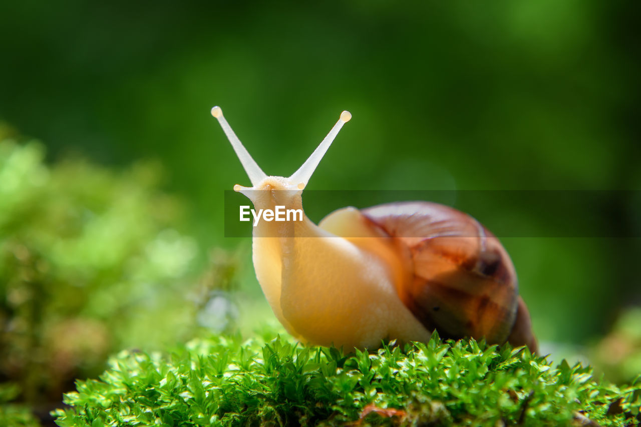 Close up brown snail creeps on the of the green moss