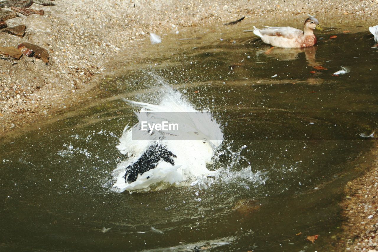 SWANS SWIMMING ON LAKE