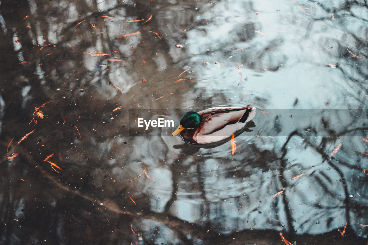 HIGH ANGLE VIEW OF DUCK IN LAKE