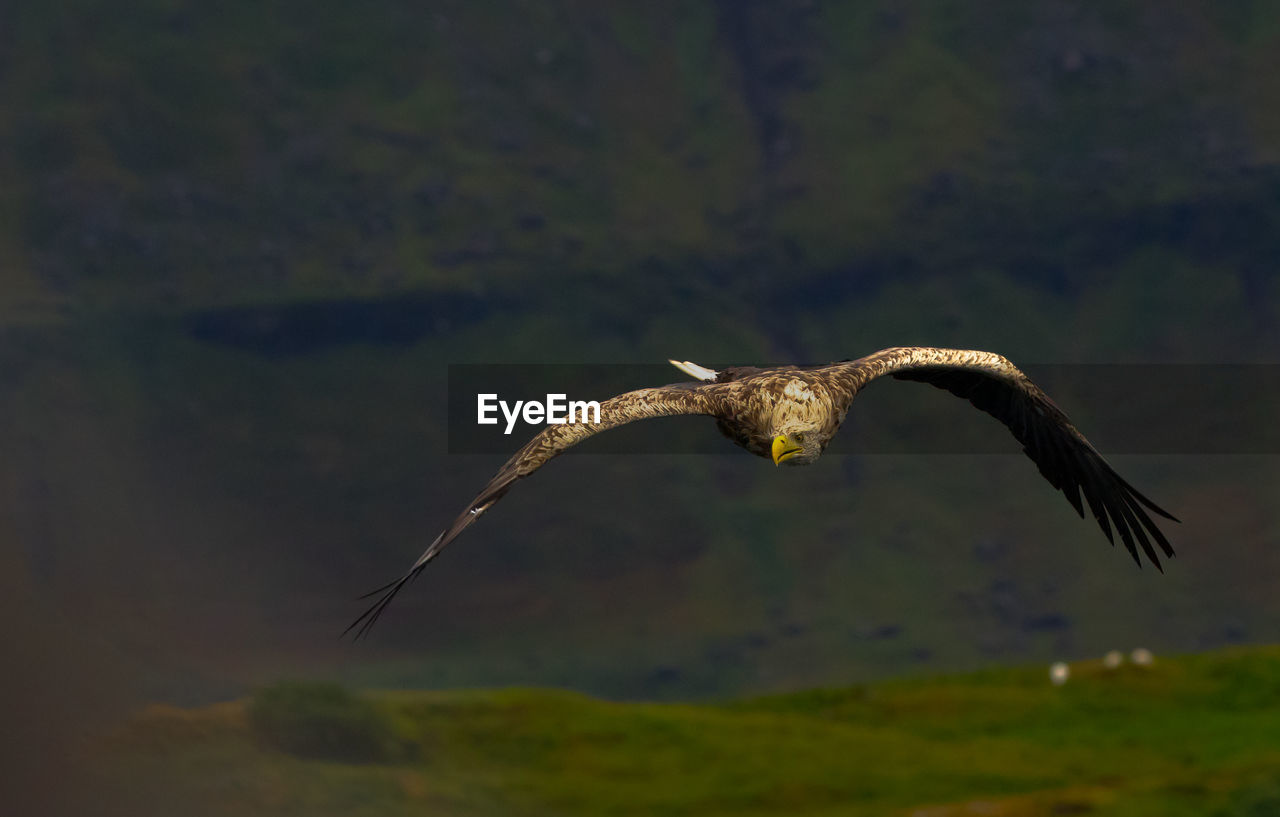 BIRD FLYING OVER A WATER