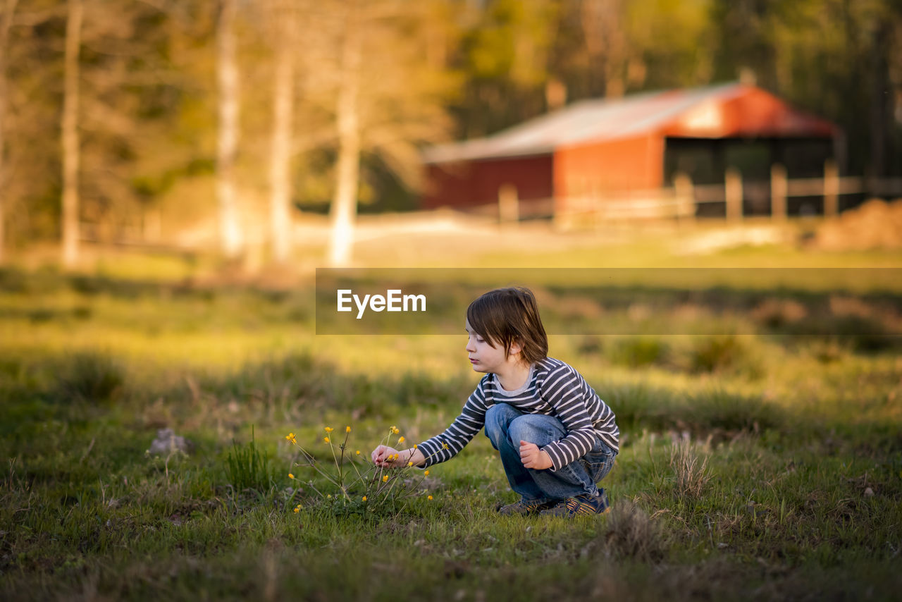 A small young boy picking wildflowers on a farm