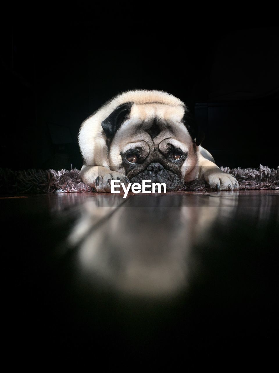 Portrait of pug resting on hardwood floor