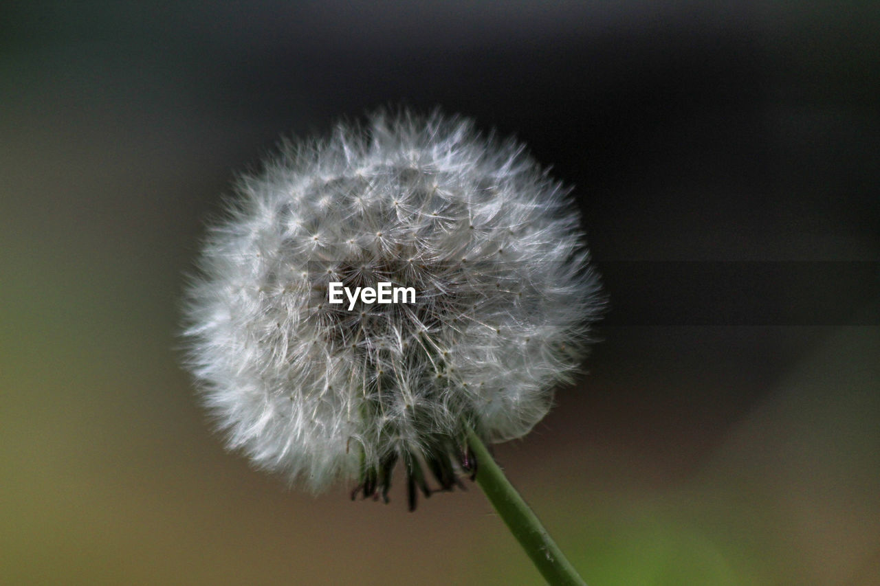 CLOSE-UP OF DANDELION OUTDOORS