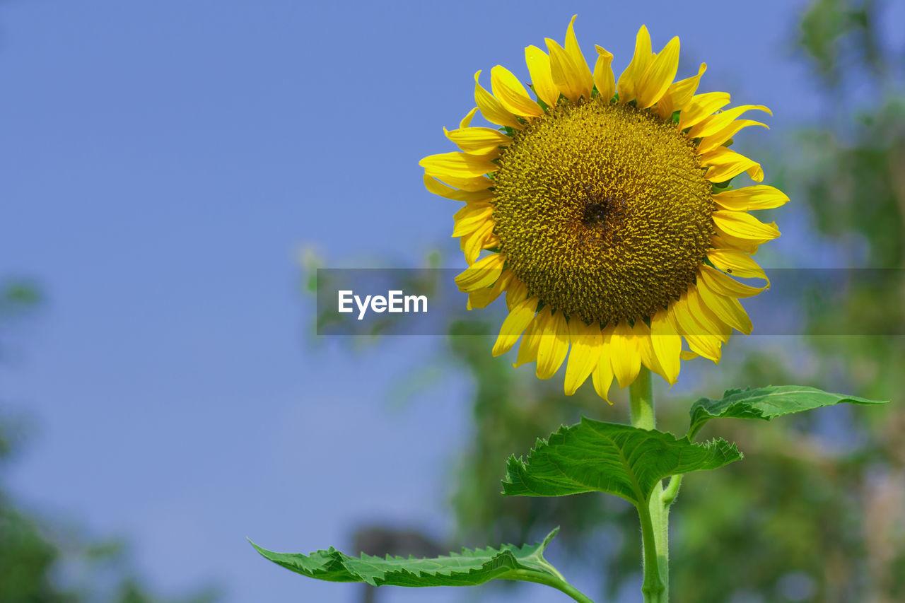 Close-up of sunflower blooming outdoors