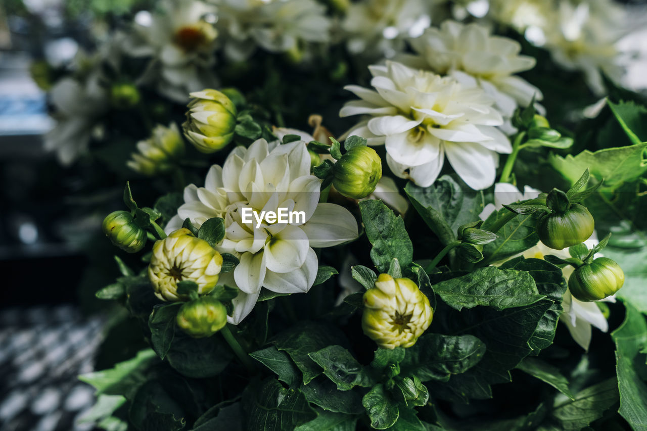 plant, flower, flowering plant, freshness, beauty in nature, nature, yellow, close-up, green, plant part, leaf, growth, floristry, no people, food and drink, focus on foreground, flower head, fragility, day, food, outdoors, garden, healthy eating, petal, inflorescence, white, blossom, vegetable