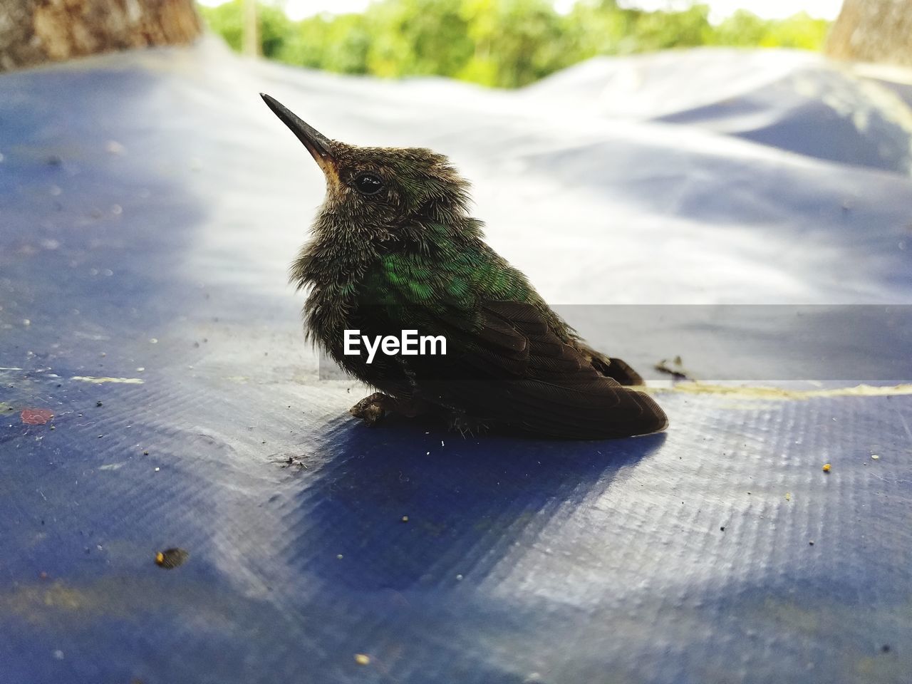 HIGH ANGLE VIEW OF A BIRD PERCHING