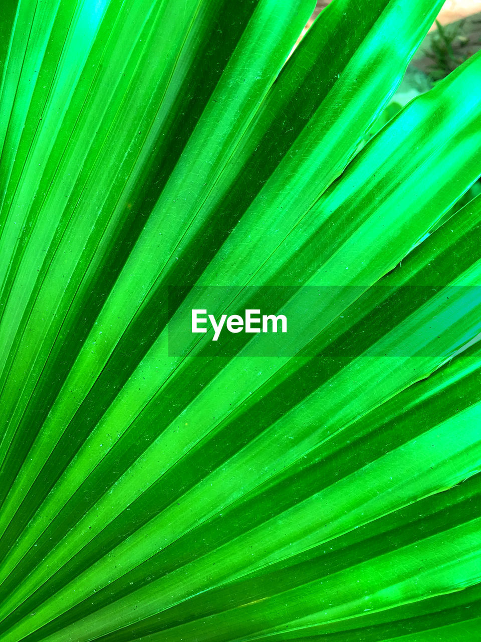 CLOSE-UP OF PALM LEAVES