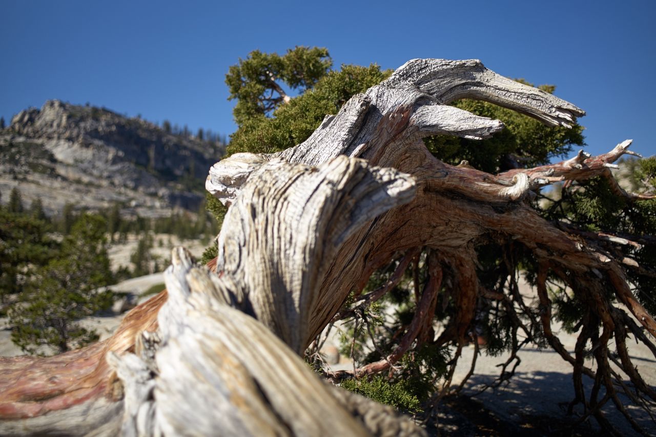 Close-up of tree trunk against sky