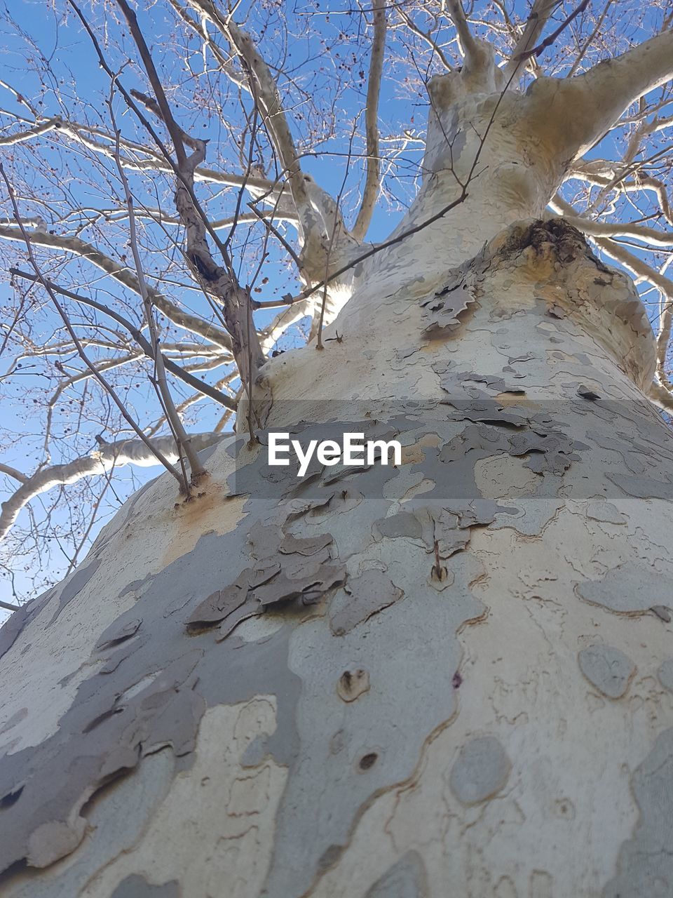 LOW ANGLE VIEW OF BARE TREES AGAINST SKY