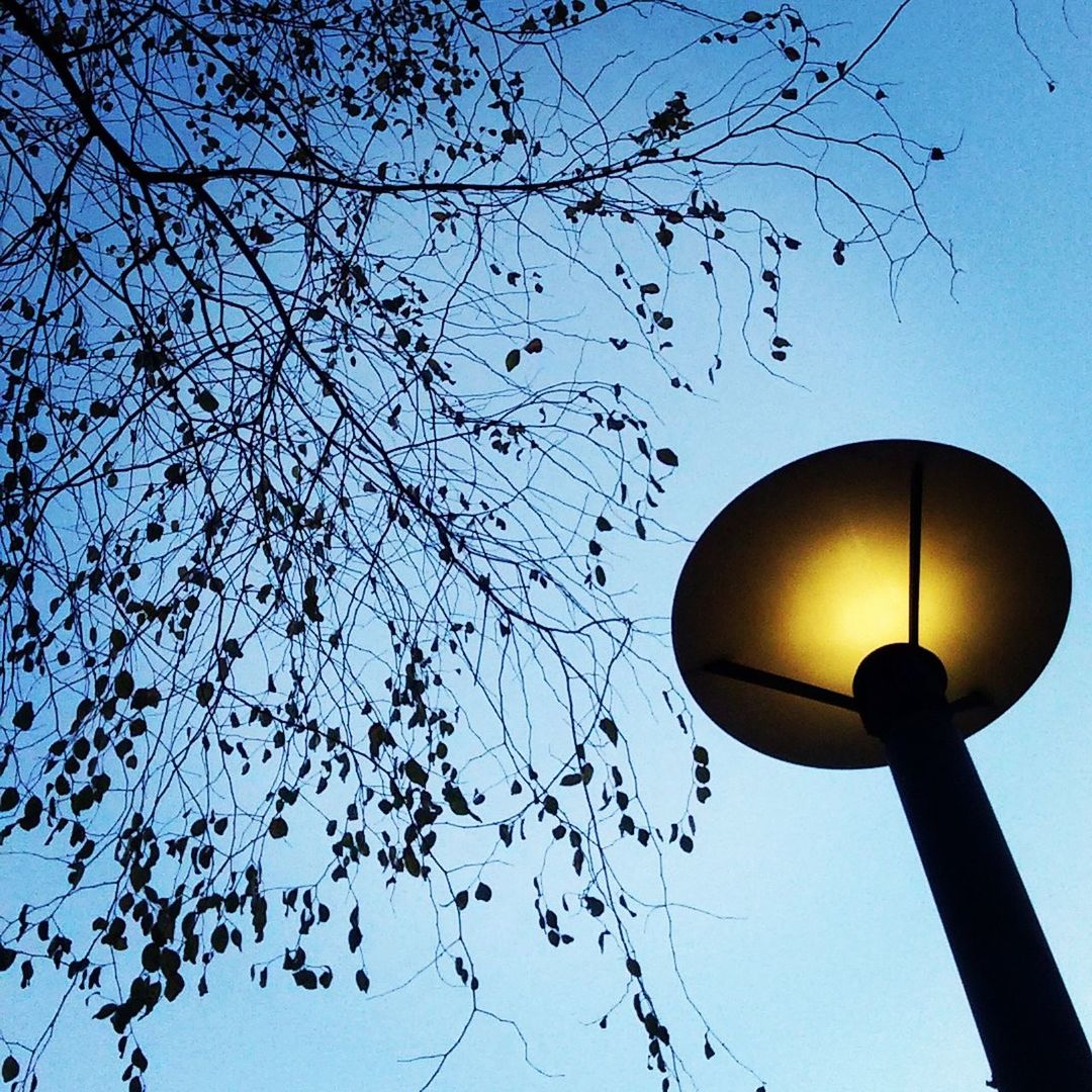 LOW ANGLE VIEW OF TREES AGAINST SKY